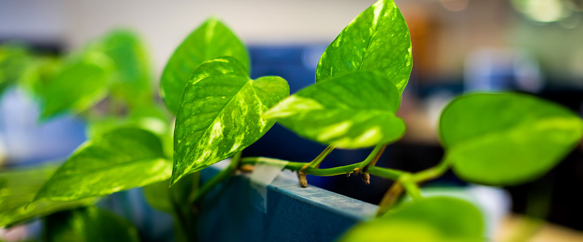 Golden Pothos Vine Sunroom Optional