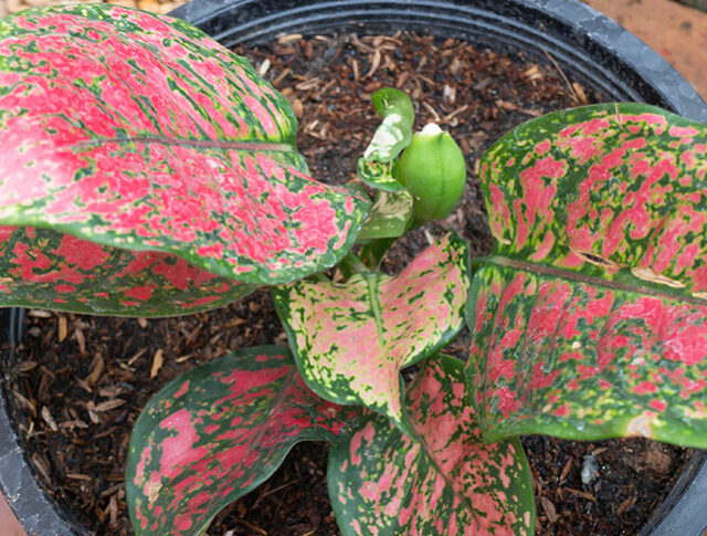 Sunroom Plants