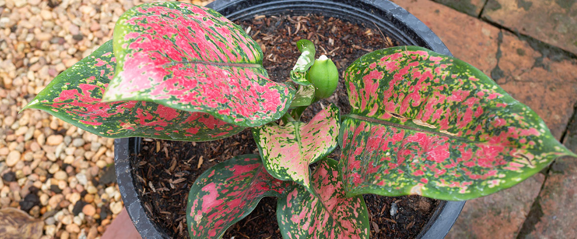 Sunroom Plants