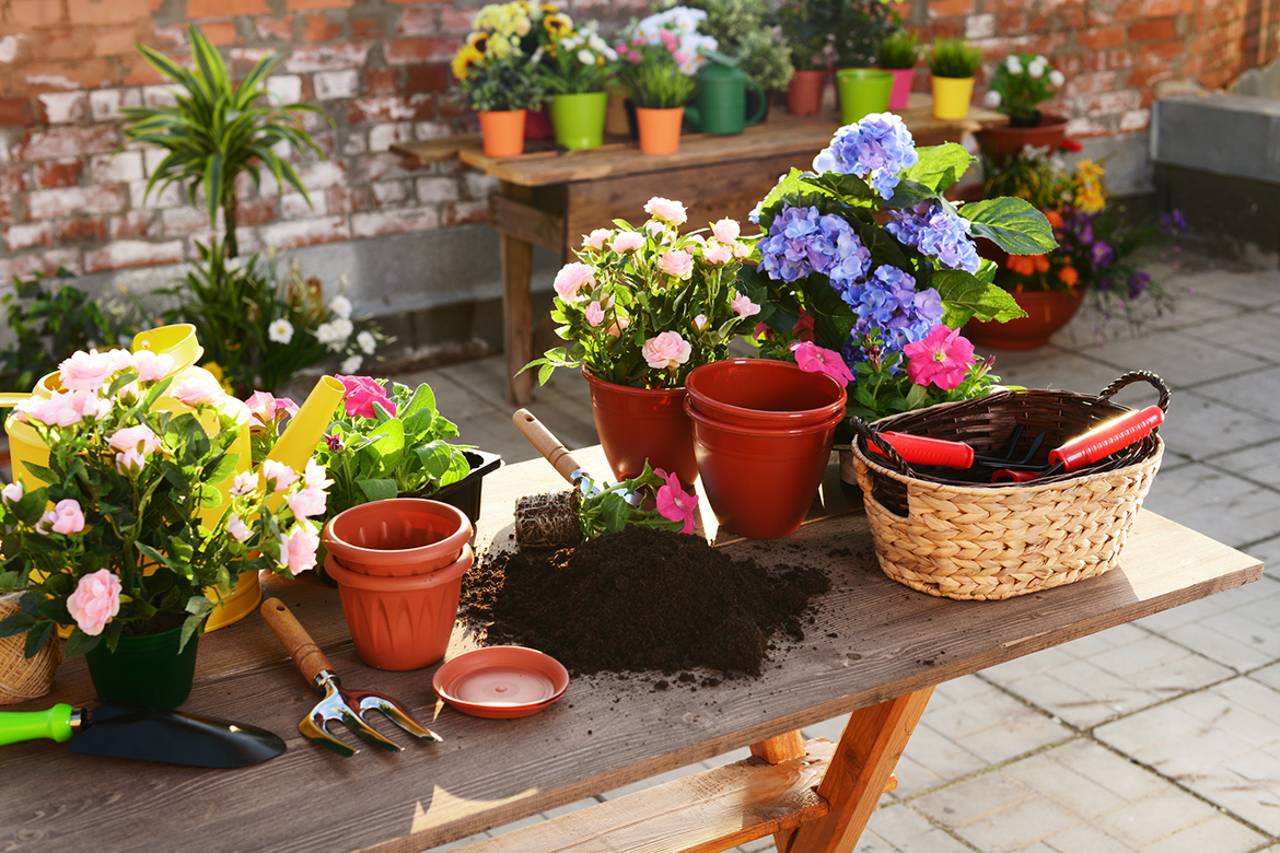 Beautiful flowers to decorate a home sunroom or patio